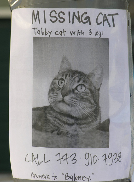 (source: http://www.buzzfeed.com/mjs538/the-cutest-missing-pet-posters)